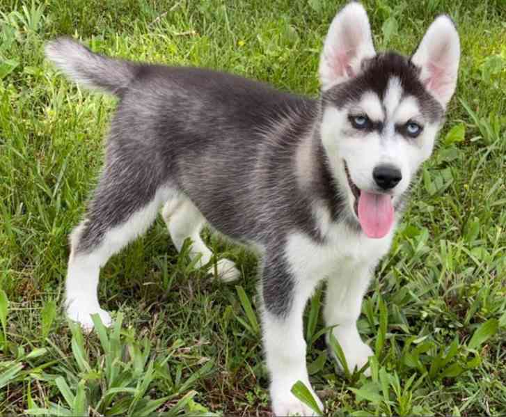 Sibiřský husky štěňata s pp - foto 3