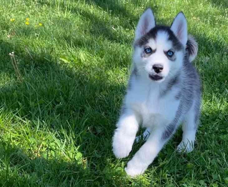Sibiřský husky štěňata s pp - foto 5