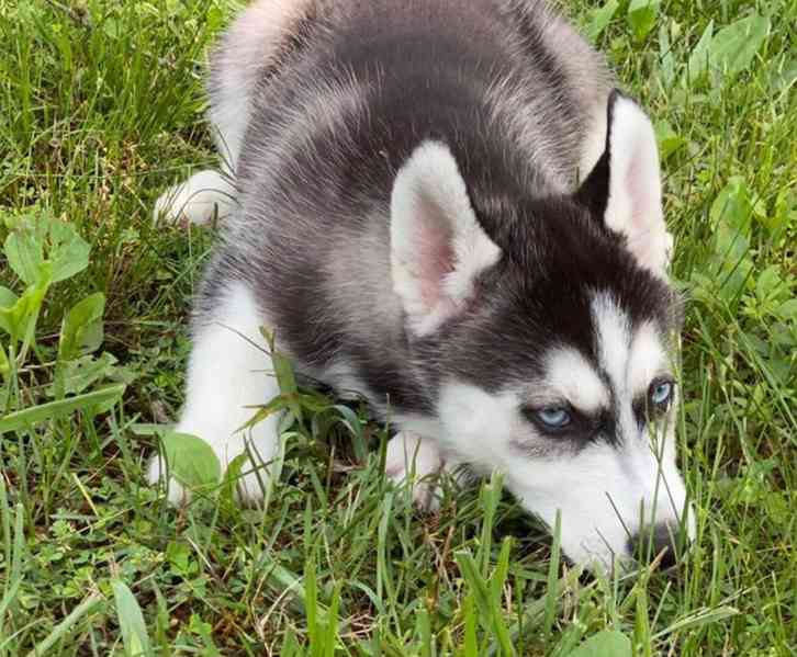 Sibiřský husky štěňata s pp - foto 2