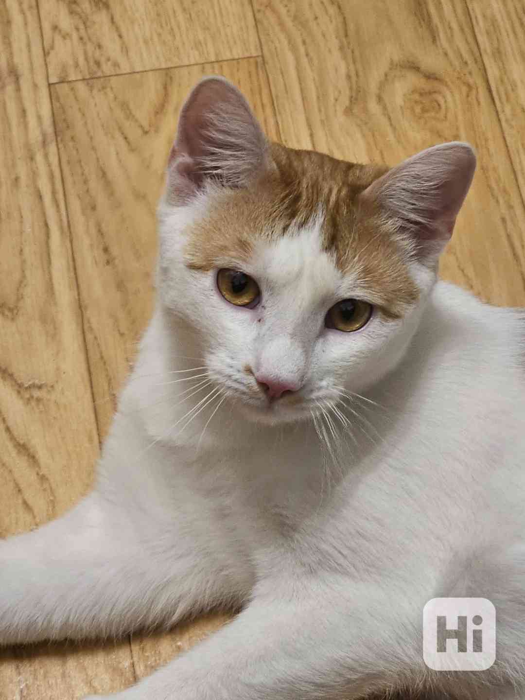 Domov pro Fabiena - foto 1