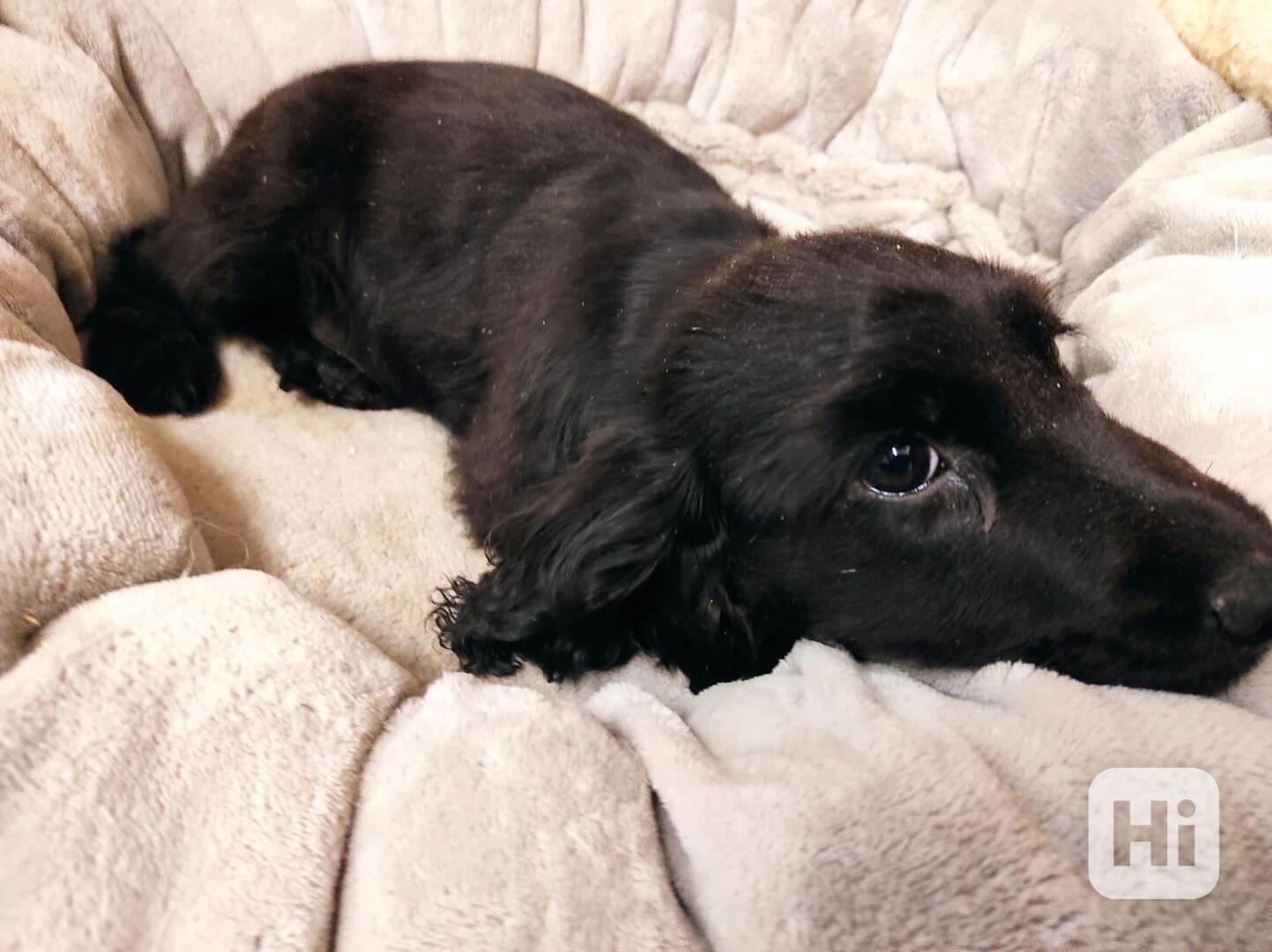 Anglický kokršpaněl  - foto 1