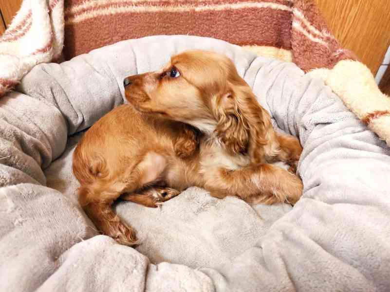 Anglický kokršpaněl  - foto 4