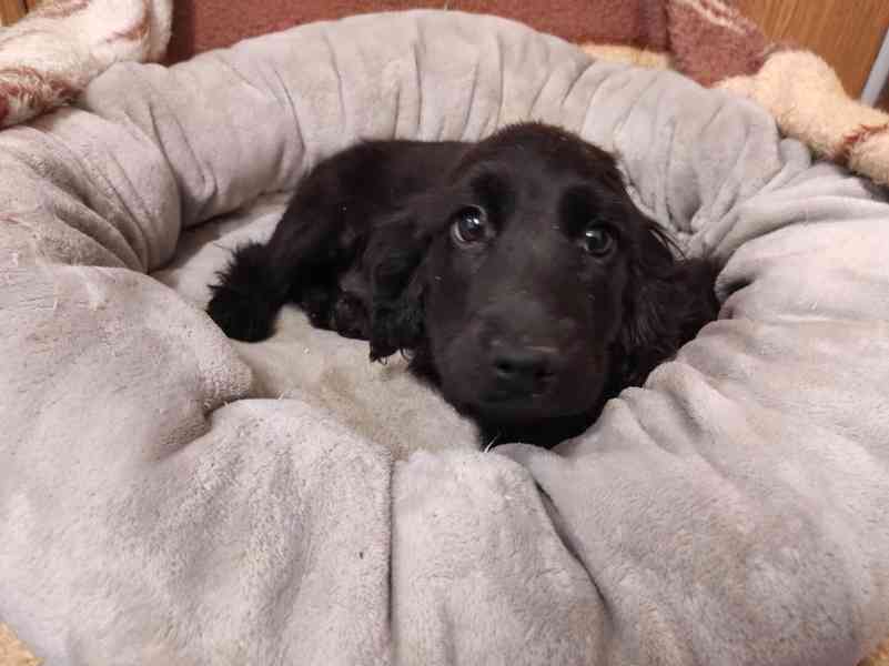 Anglický kokršpaněl  - foto 2