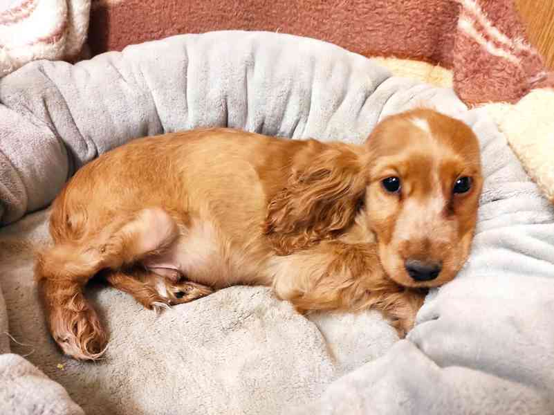 Anglický kokršpaněl  - foto 3