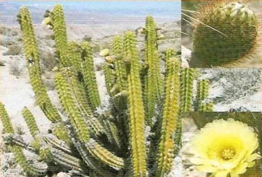semena kaktusu Corryocactus brevistylus