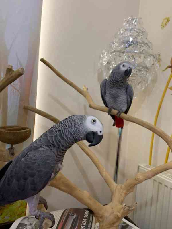 Krásní volní papoušci šedí z Afriky k dispozici 
