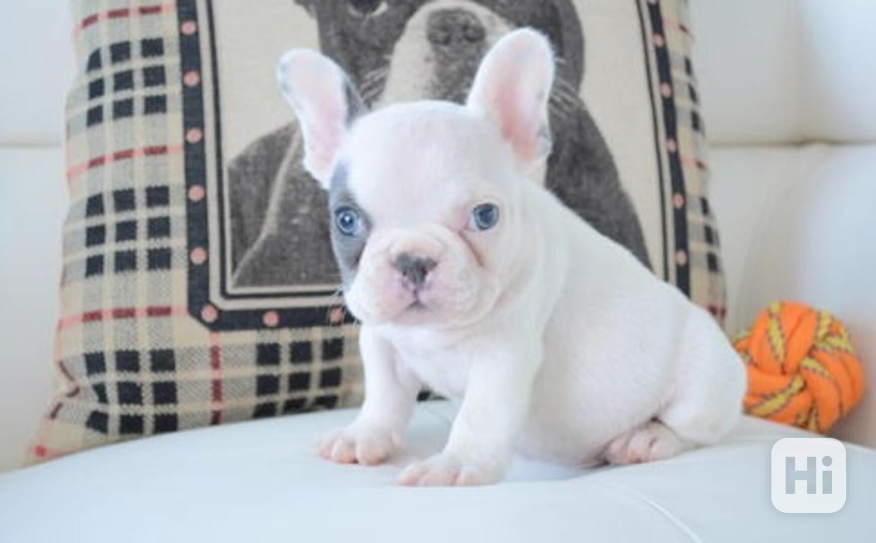 Štěňata francouzského buldoka - foto 1