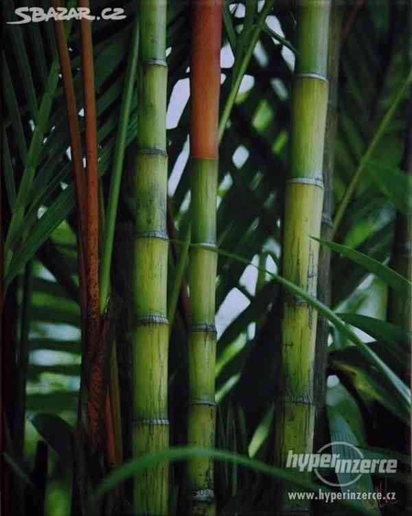 Obraz Bambus - Nové - foto 1