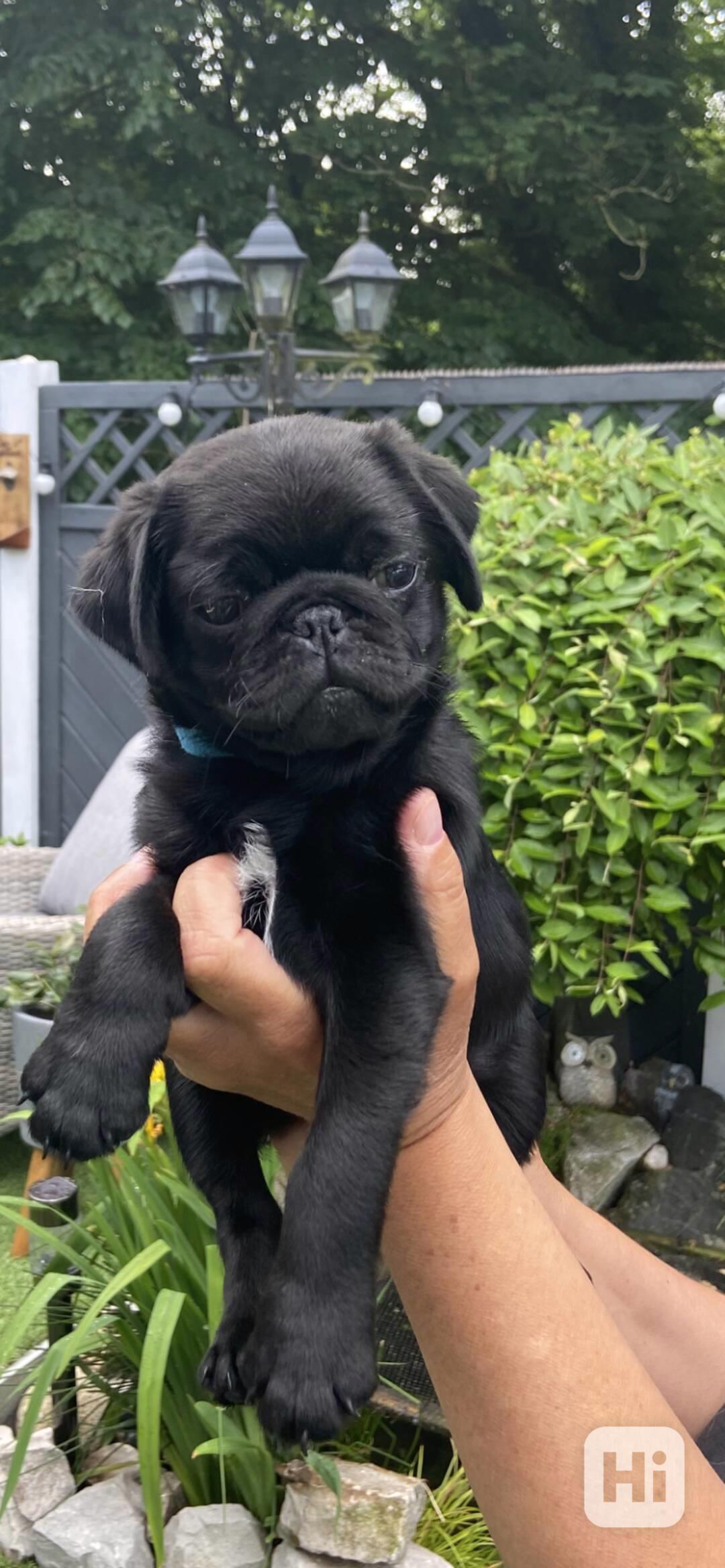 pug puppies for sale - foto 1
