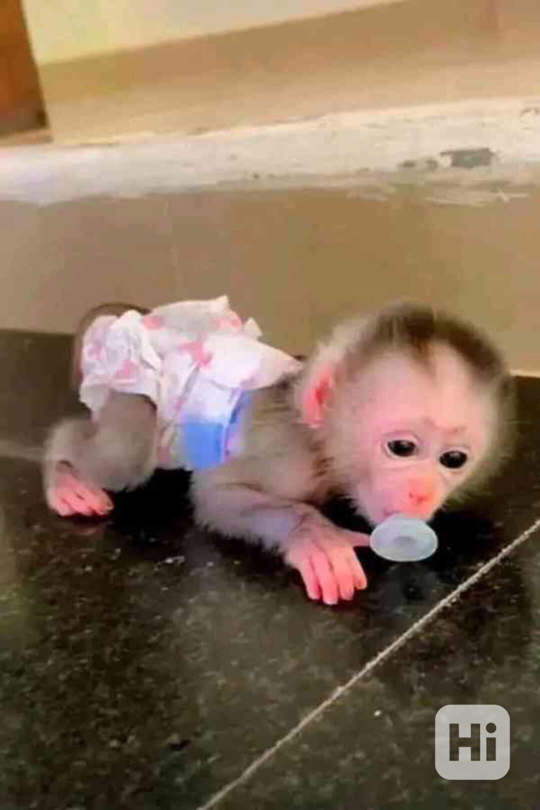 Zdravá mláďata kapucínských opic k adopci - foto 1