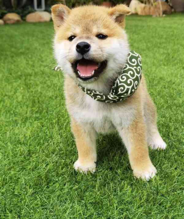 Okouzlující štěně shiba inu - foto 2