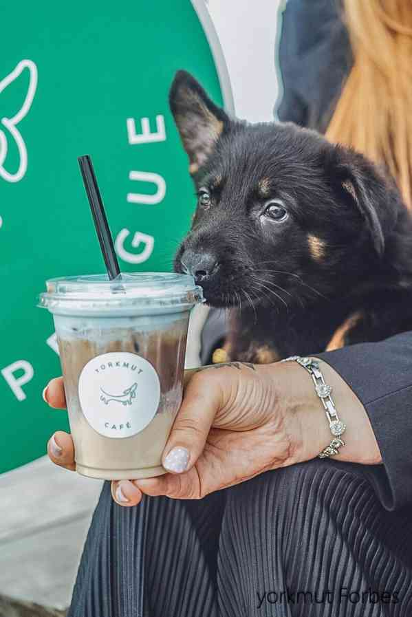 Německý ovčák štěně s PP - foto 5