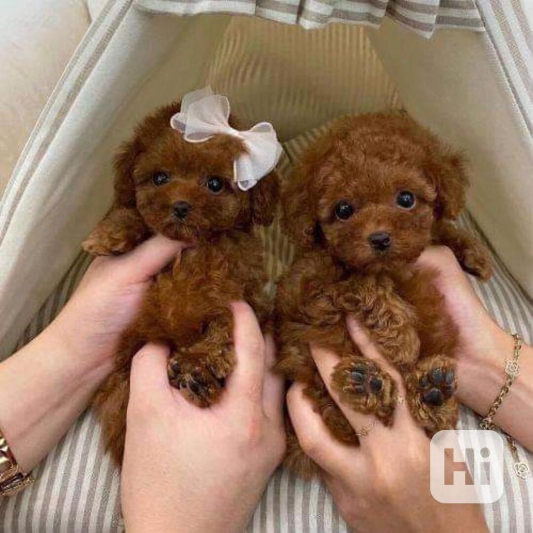 štěňátka pudla - foto 1