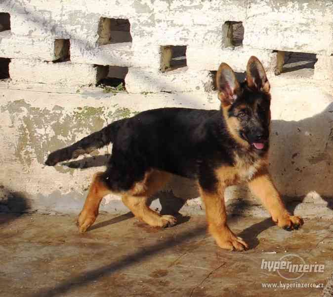 Německý ovčák-štěně s PP - foto 1