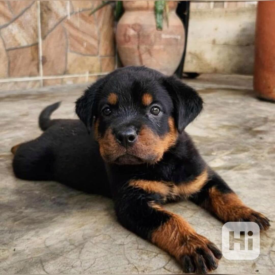 12týdenní štěňata rotvajlera k adopci - foto 1