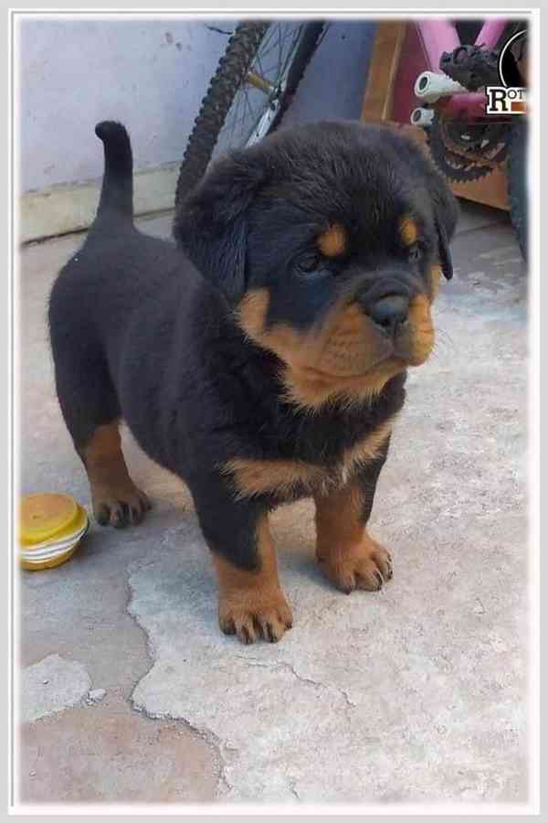 12týdenní štěňata rotvajlera k adopci - foto 2
