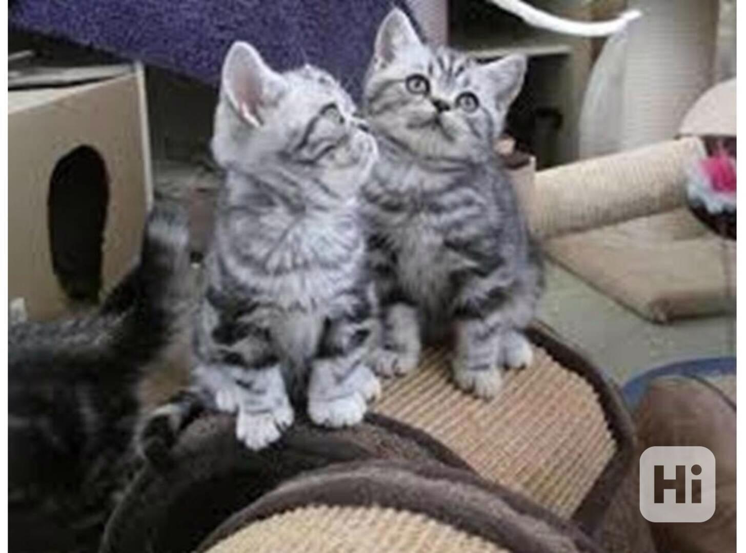 BKH Britské krátkosrsté kočky s rodokmenem - foto 1