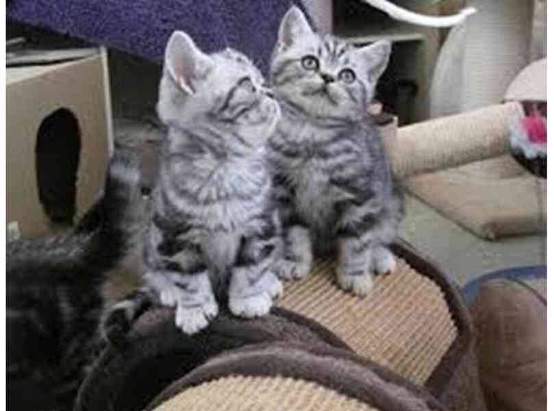 BKH Britské krátkosrsté kočky s rodokmenem