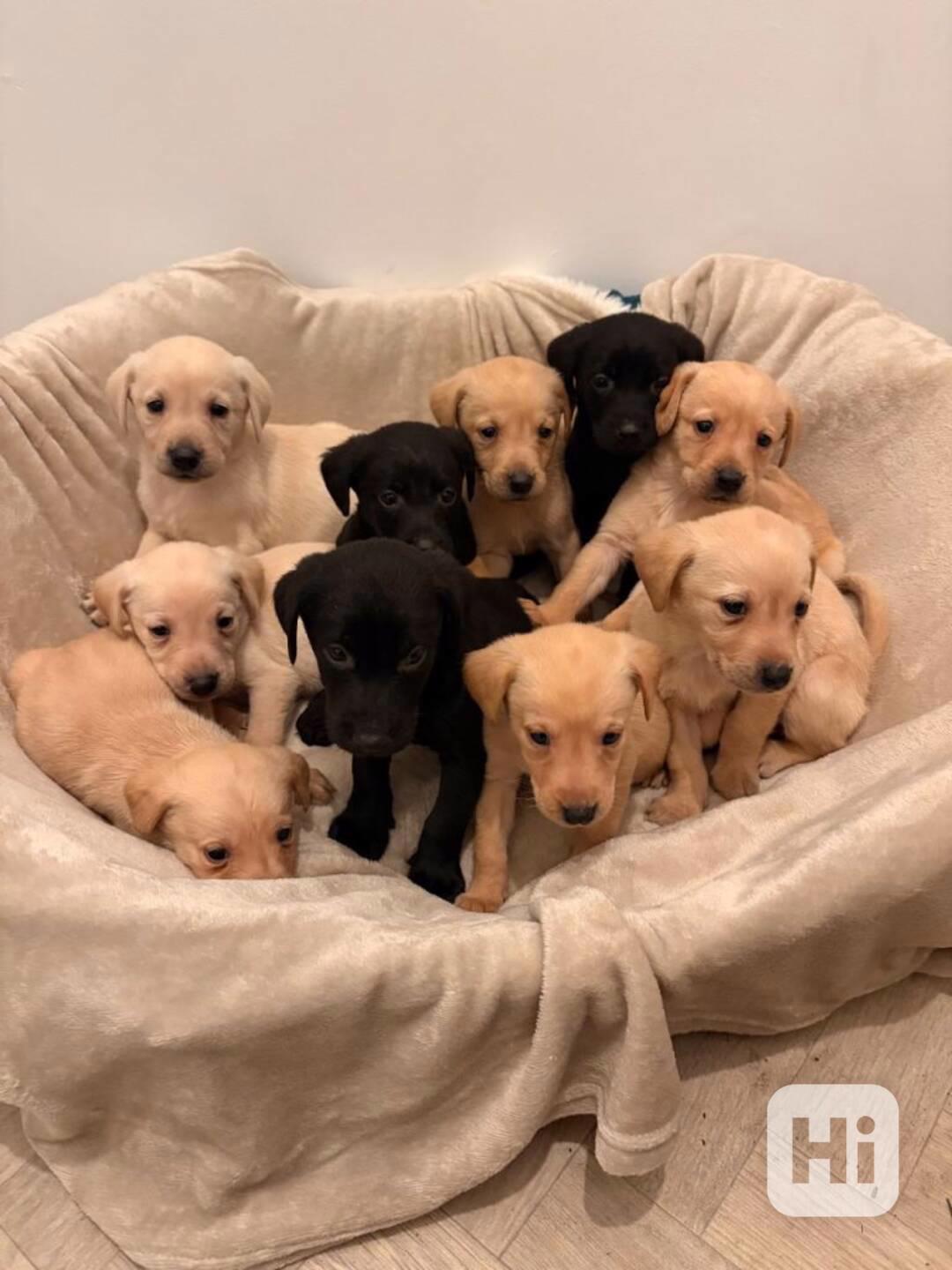 Štěňata labradora na prodej. - foto 1