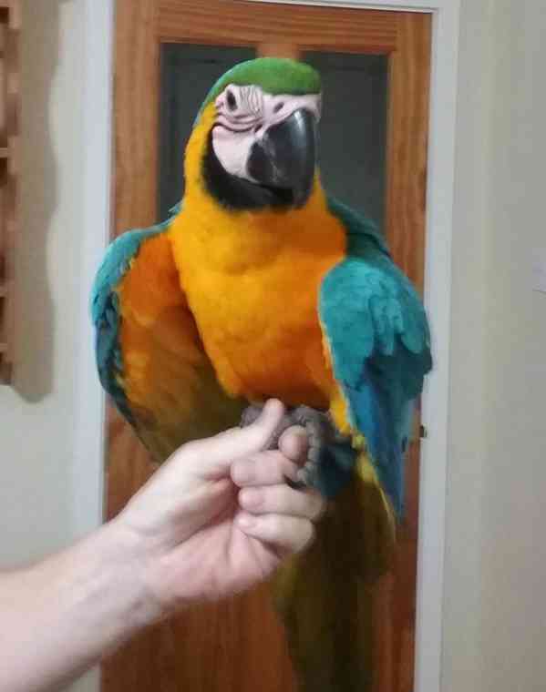 samce a samičku modrozlatý papoušek s klecí - foto 1