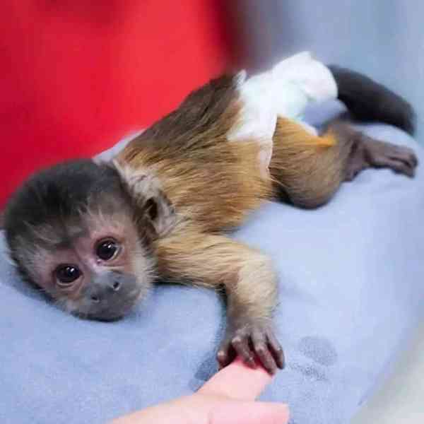 K dispozici perfektní kapucínské opice 