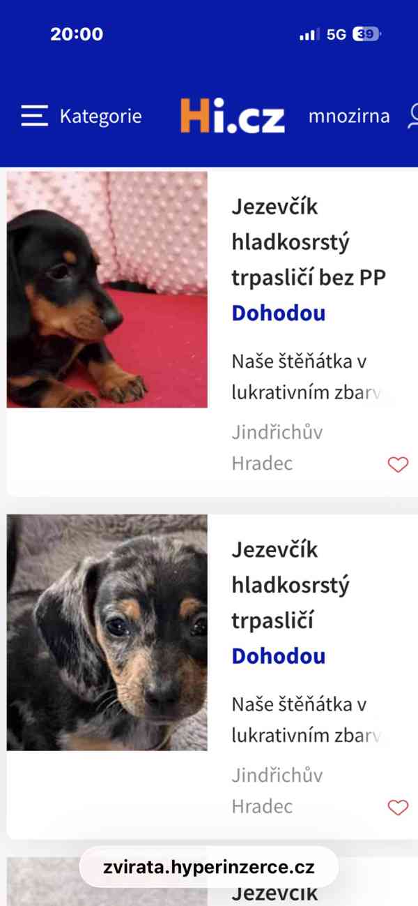 Jezevcik- PODVODNICI  - foto 2