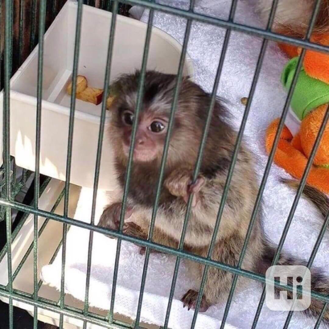 Kosmani, samci a samice na prodej - foto 1