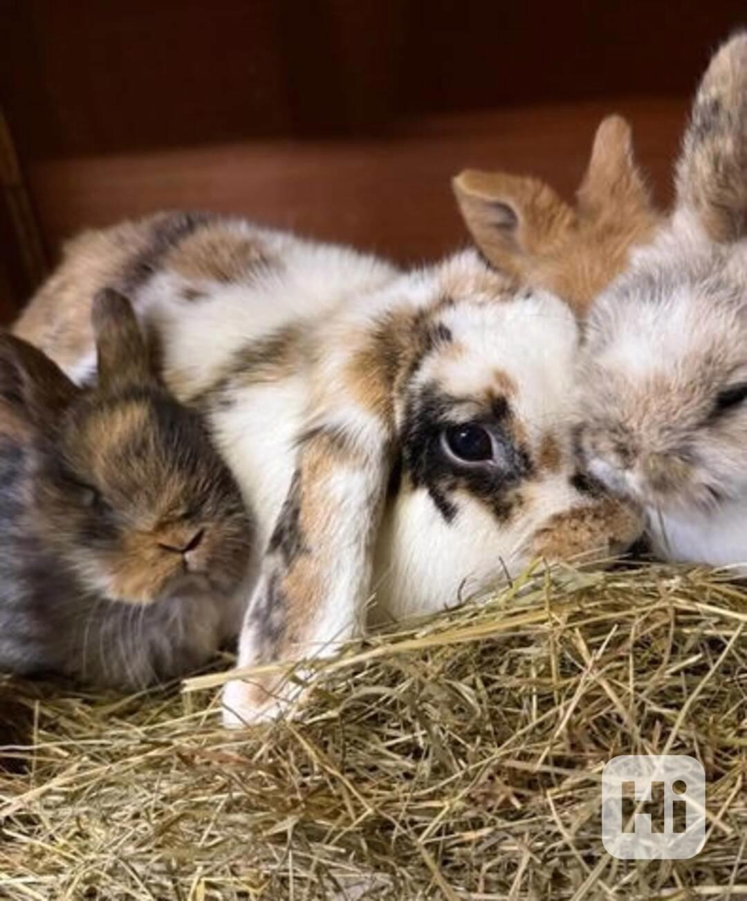 MINI LOP ZAJÍČCI / RODOKMEN  RYCHLÁ ODPOVĚĎ OCHRANA ZVÍŘAT - foto 1