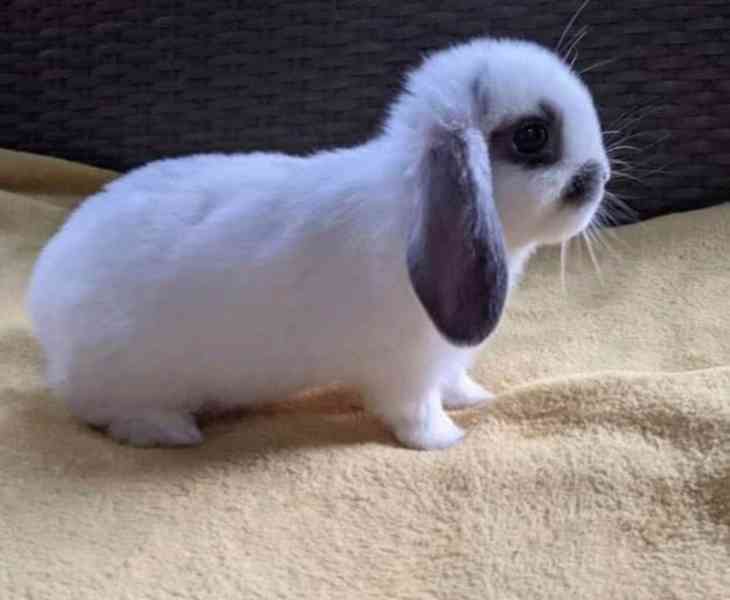 MINI LOP ZAJÍČCI / RODOKMEN  RYCHLÁ ODPOVĚĎ OCHRANA ZVÍŘAT - foto 2