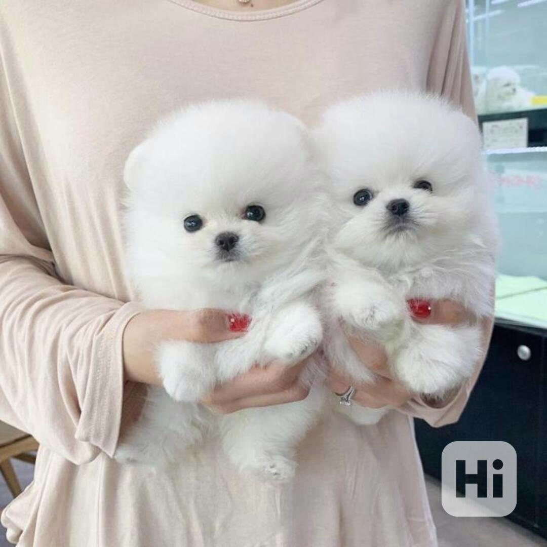 Krásná štěňata pomeranianů - foto 1