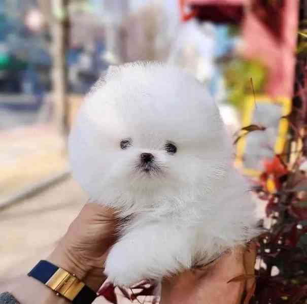 Krásná štěňata pomeranianů - foto 2