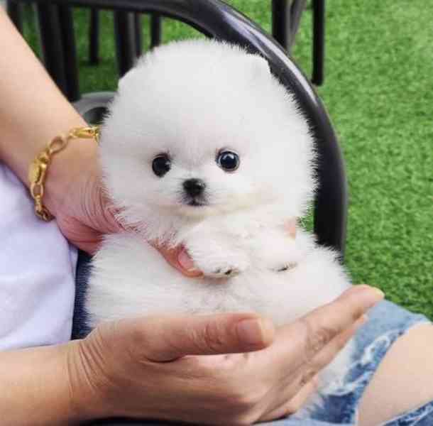 Krásná štěňata pomeranianů - foto 3