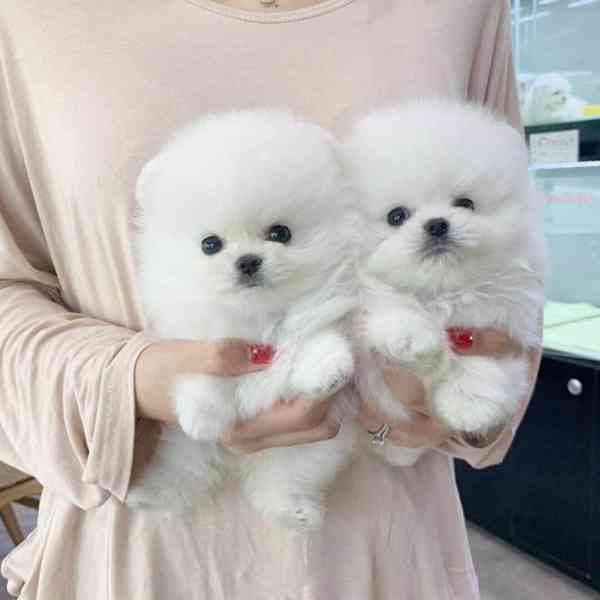 Krásná štěňata pomeranianů - foto 1