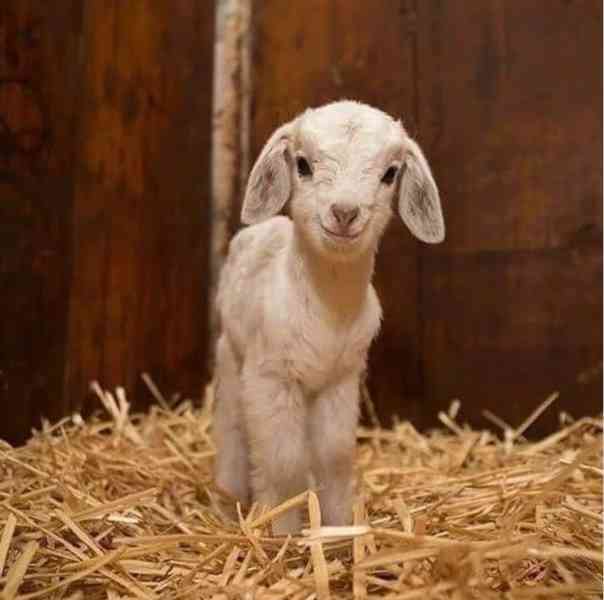 Prodám rozkošné angorské kozy