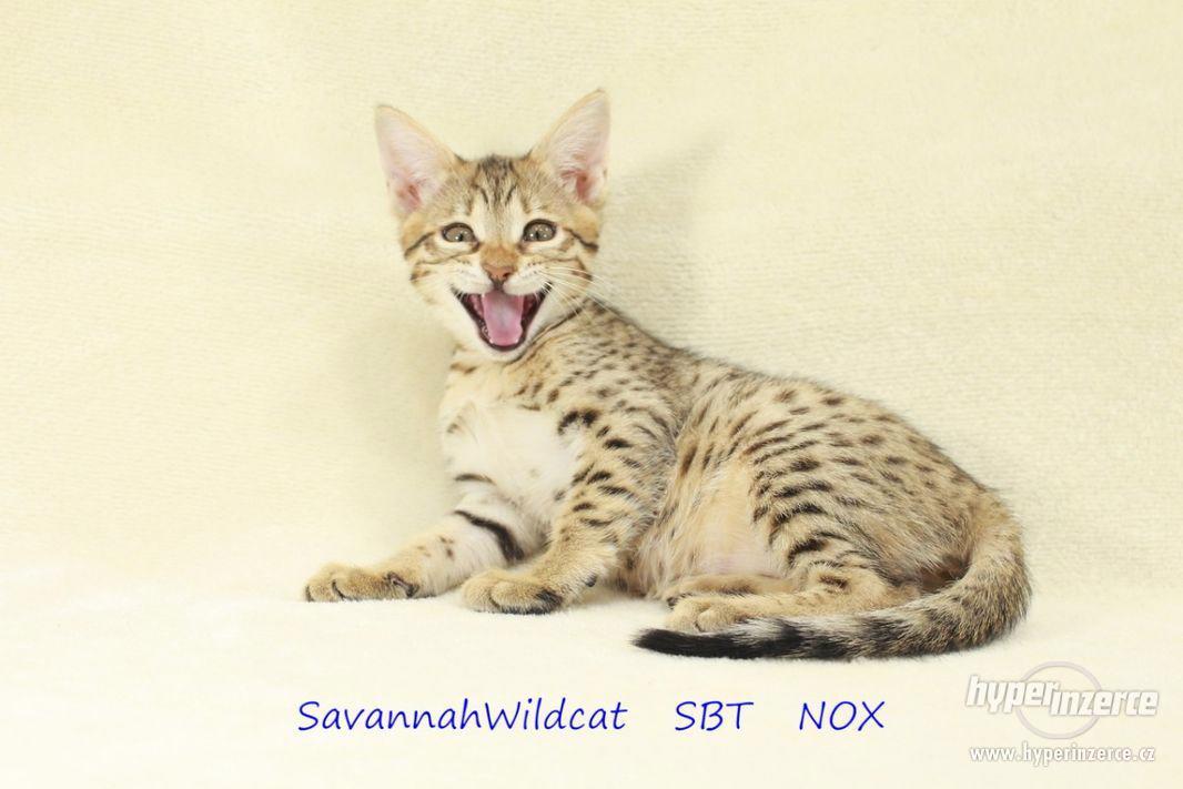 Savanová kočka - savannah SBT s PP - foto 1