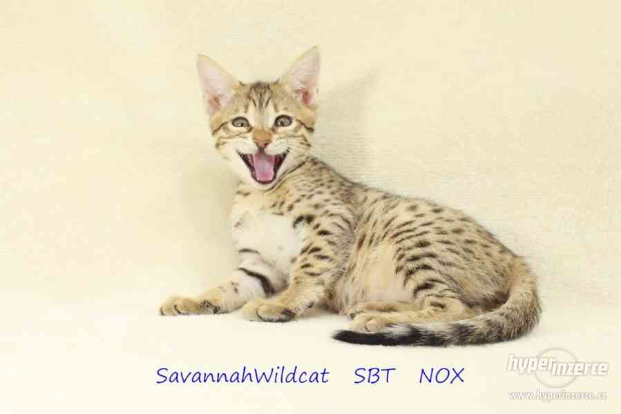 Savanová kočka - savannah SBT s PP - foto 1