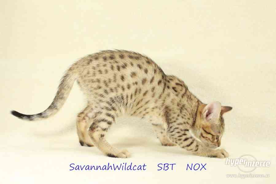 Savanová kočka - savannah SBT s PP - foto 3