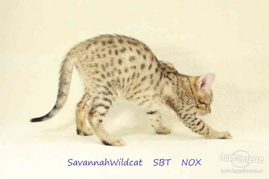 Savanová kočka - savannah SBT s PP - foto 4