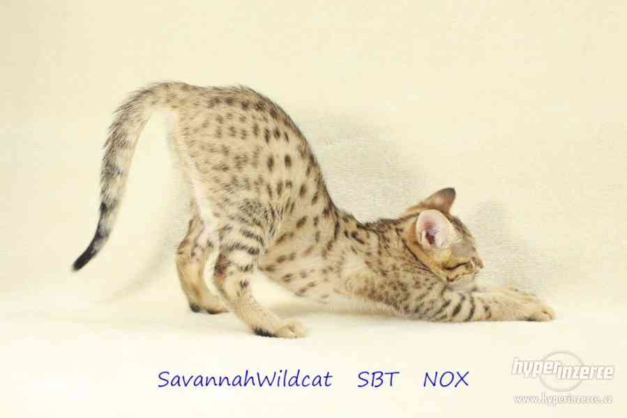 Savanová kočka - savannah SBT s PP - foto 5
