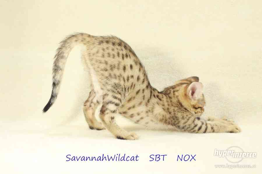 Savanová kočka - savannah SBT s PP - foto 6
