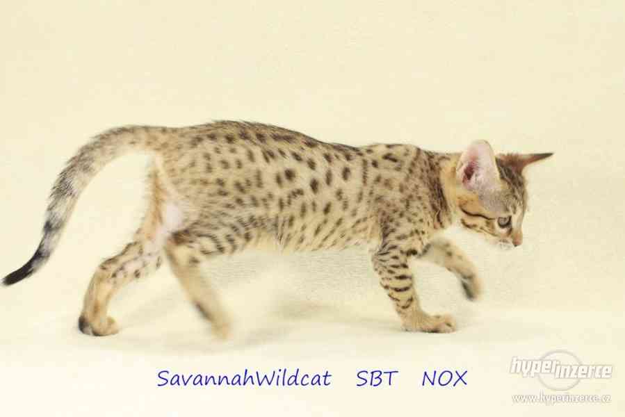 Savanová kočka - savannah SBT s PP - foto 7