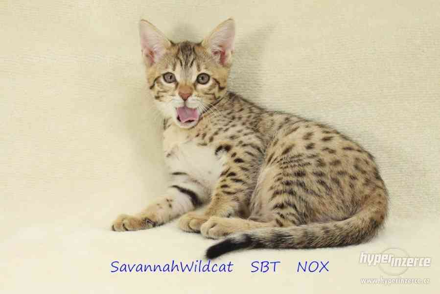Savanová kočka - savannah SBT s PP - foto 8