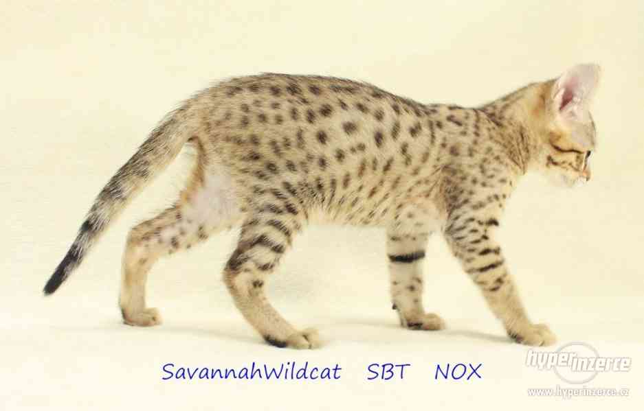 Savanová kočka - savannah SBT s PP - foto 9
