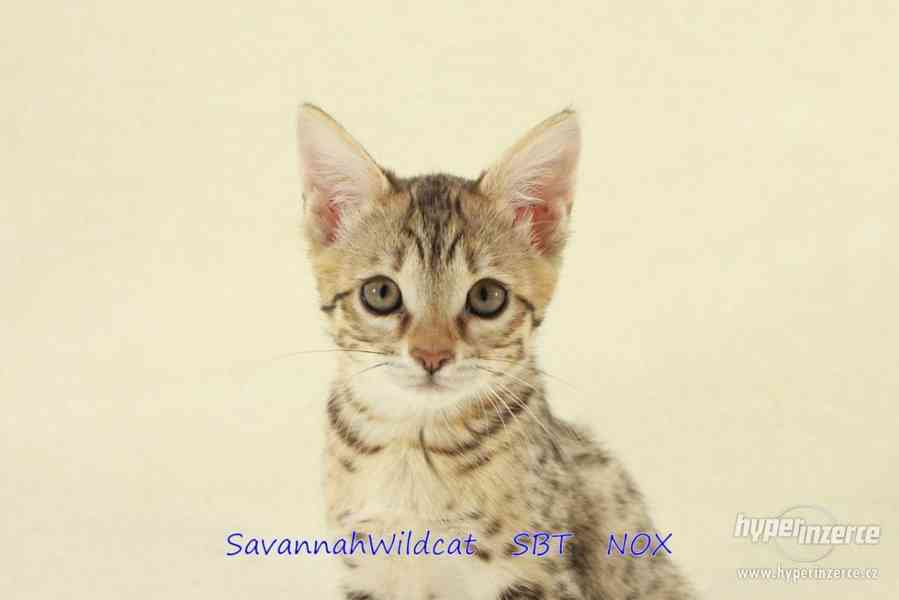 Savanová kočka - savannah SBT s PP - foto 10