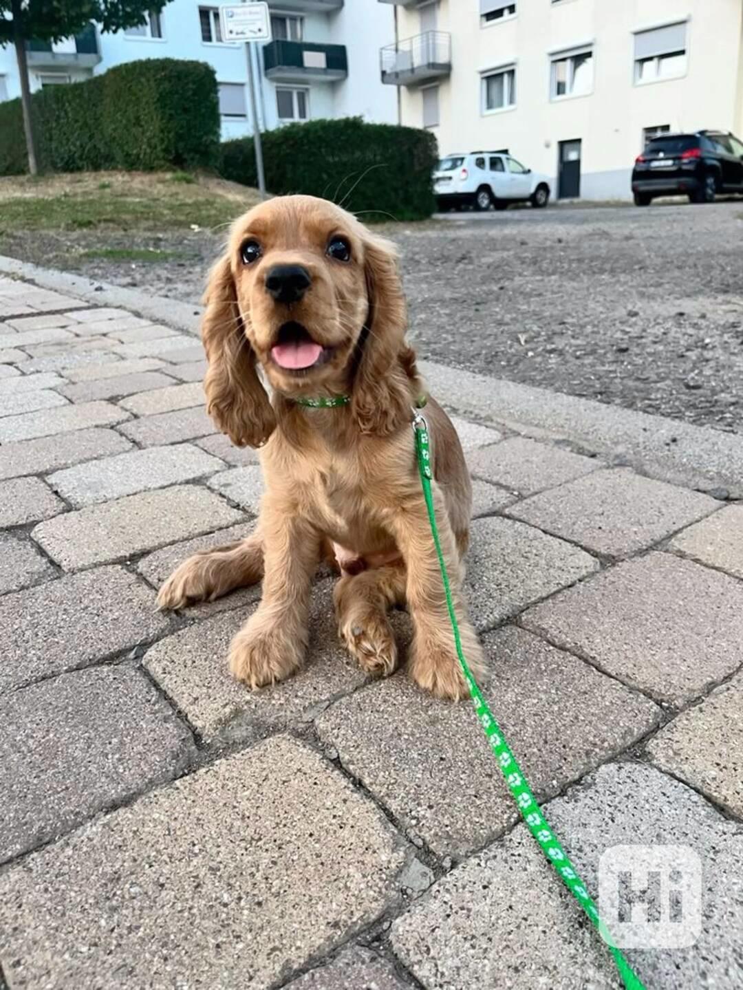 Štěňata kokršpaněla k adopci - foto 1