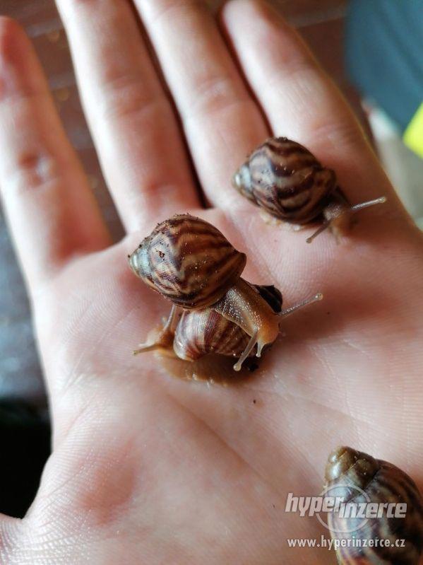 Šnek africký (Achatina Immaculata) - foto 1