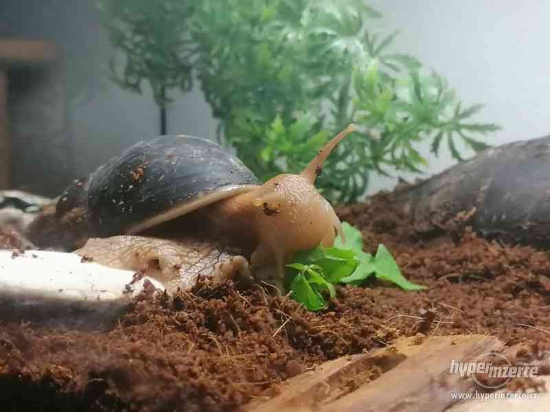 Šnek africký (Achatina Immaculata) - foto 5