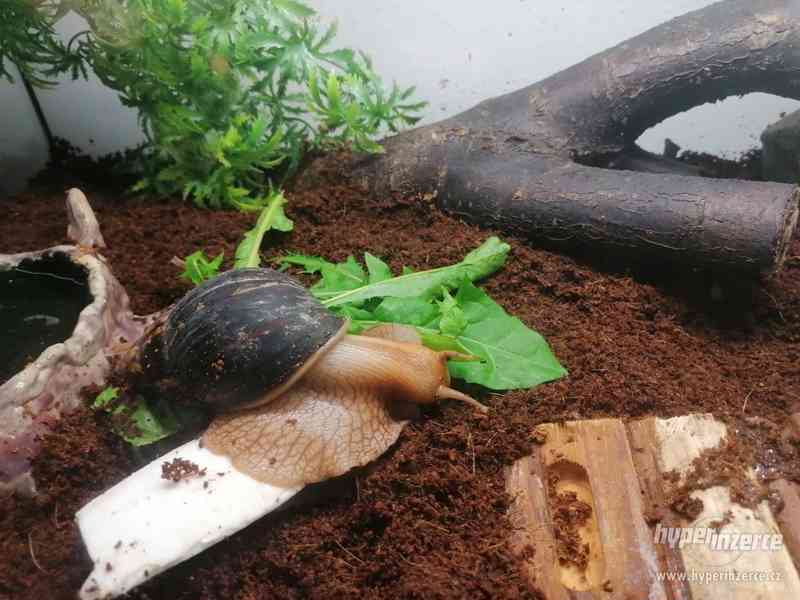 Šnek africký (Achatina Immaculata) - foto 6