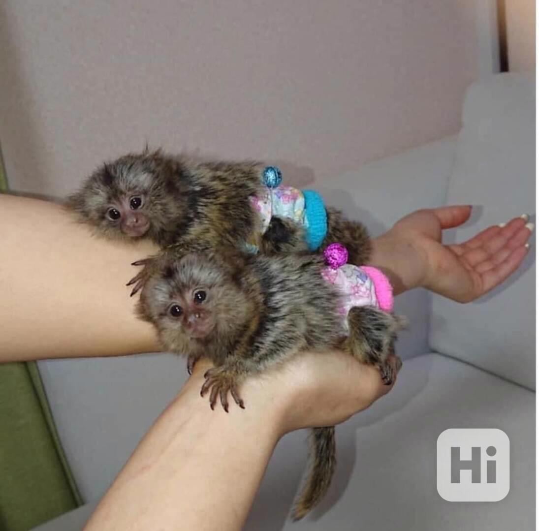 Roztomilé mládě kosmana hledá nový domov - foto 1