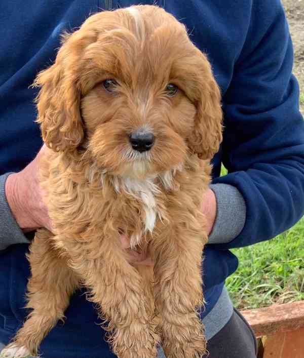 Rozkošná štěňata Cavapoo na prodej - foto 2